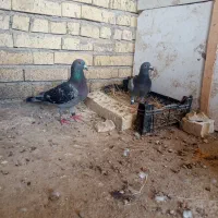 کبوتر