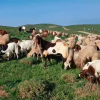 پخشگوسفند نژاد مهربانی  .دشت مغانی  درمحل