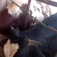گوساله دورگ