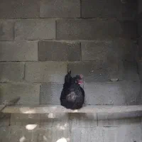 مرغ
