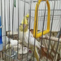 یک جفت عروس هلندی به شرط تخم و جوجه