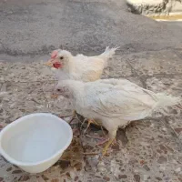 ۲عدد جوجه