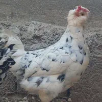 مرغ و خروس گلین