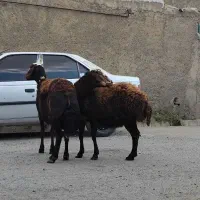 دوراس عروسک پلنگی لخت آبستن