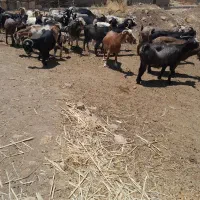 بز داشتی و گوشتی