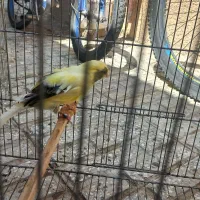 یک عددقناری سوپرنر پلاک داره خوش تیپ وخوش قواره