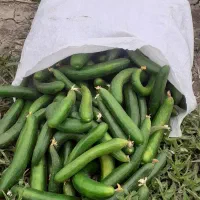 خیارمحلی خیار شوری وخوردنی پشمک