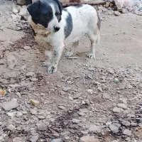 سگ پاکوتاه