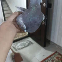 یه سرخ شهرستانی واقعن کفتر خوبی معاوظ با تهرانی