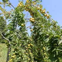 آلو|خوردنی و آشامیدنی|بانه, |دیوار