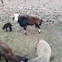 دام