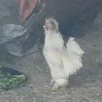 خروس