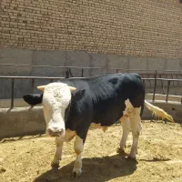 فروش گوساله چاق