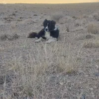 سگ گله ای نر