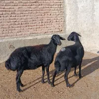 گوسفند|حیوانات مزرعه|محمدیار, |دیوار