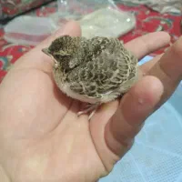 قناری|پرنده|نیشابور, مبارکه|دیوار