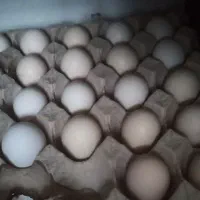 تخم مرغ محلی نطفه دار