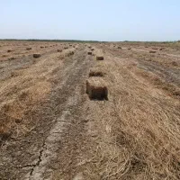 کلش شبدرکاه یونجه