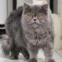 پرشین اسکاتیش