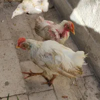 جوجه رنگی خروس