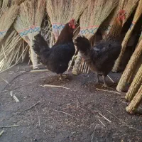 مرغ خانگی