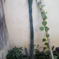 گل کاکتوس