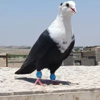 ۳کفتررنگه جنگی کربلایی،دم سیاه،سینه سیاه،جوجه مینا