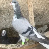 جوجه کبوتر پرشی و افغانی ماده و نر