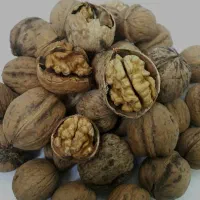 گردو