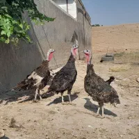 بقلمون ماده