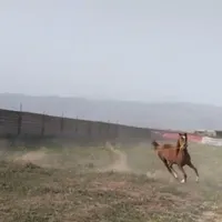 مادیان و کره نژاد کرد