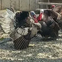 بوقلمون عو ض  با دستگاه جوجه کشی