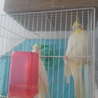 عروس هلندی