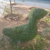 باغبانی حرفه ای