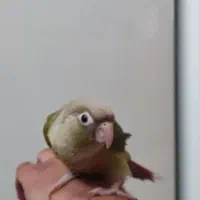 جوجه گرینچیک عروس