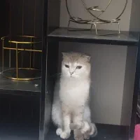 گربه ماده