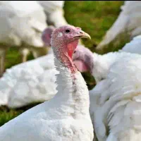 بوقلمون بیوتی