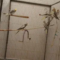 چند تا عروس هلندی نر و ماده