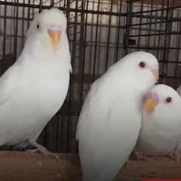 مرغ عشق سفید اصیل و مولد
