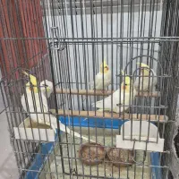 جفت عروس هلندی لوتینوبا جوجه