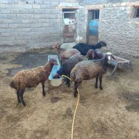 بره نر چاق گوسفند قربانی