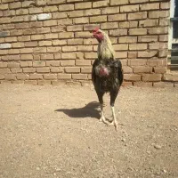 لاری .|حیوانات مزرعه|مشهد, شهرک ابوذر|دیوار