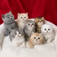 بچه گربه های دارای تاییده و ضمانت سلامت