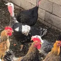 ۴ عدد بوقلمون ماده کرک