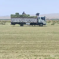 یونجه پرس بدون علف