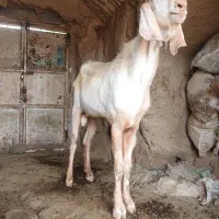 نر بز گلابی