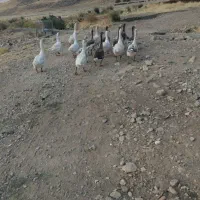 حیوانان
