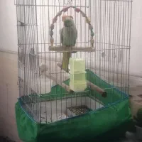 شاه طوطی اسکندر