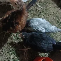 جوجه مرغ ۳ماهه محلی