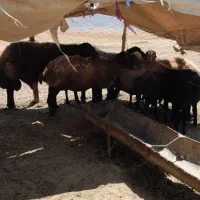 میش وقوچ تمام چاق